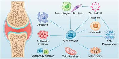 CircRNAs in osteoarthritis: research status and prospect